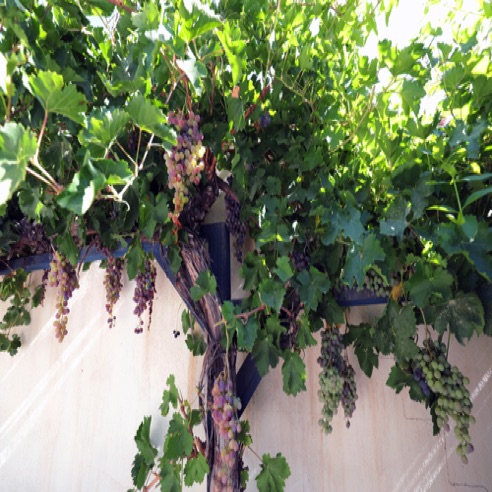 One of many Grape Vines