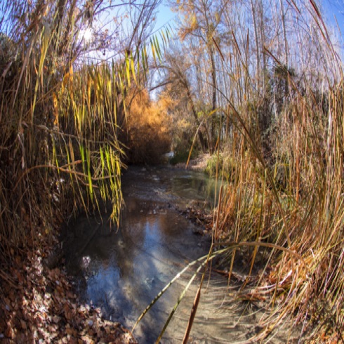 The river