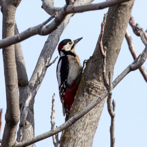 Woodpecker (taken from the pool deck) Woodpecker (taken from the pool deck)