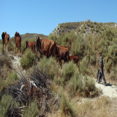 Neighbour with his herd.