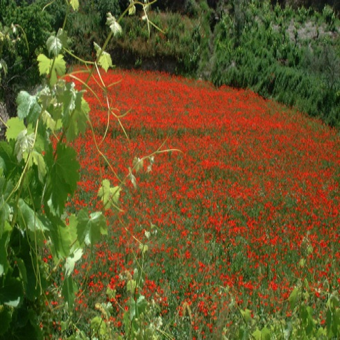 Neighbour's field full of poppies! Neighbour's field full of poppies!