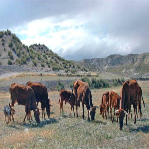 The neighbour's cow herd. The neighbour's cow herd.