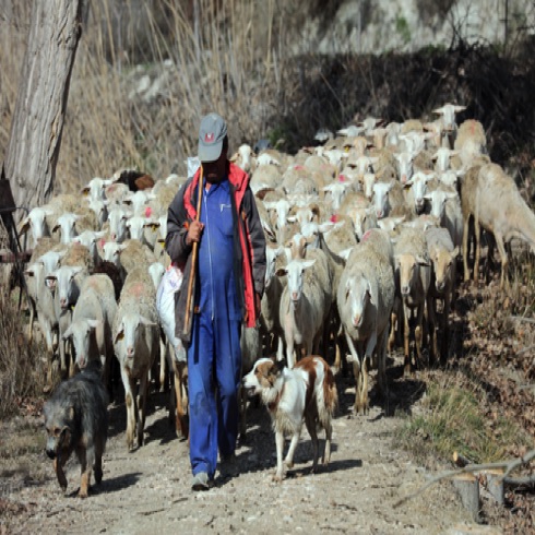 Goat man.