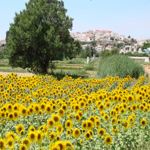 Sunflowers on approaching the village. Sunflowers on approaching the village.