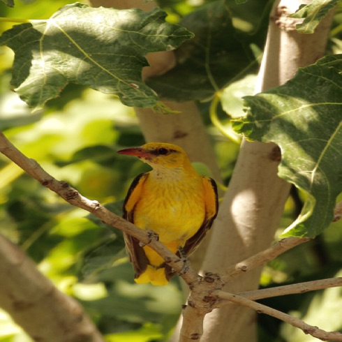 Golden Oriole