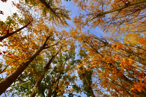Autumn in the park