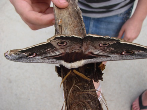 BIG moth!
