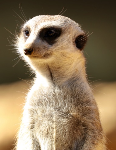 Zoo