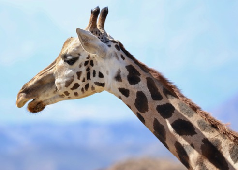 Zoo