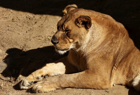 Zoo