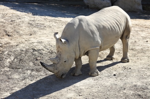 Zoo